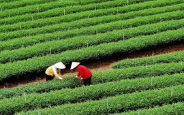 Sản xuất chè theo VietGAP tại Thái Nguyên